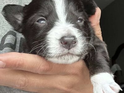 Australian Shepard #8