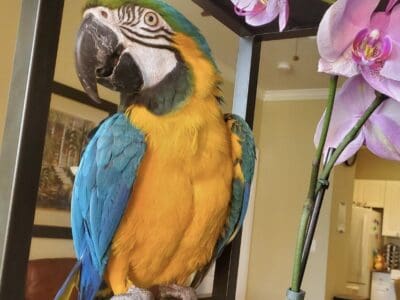 Macaw parrot Blue and Yellow adult 3-4 years old