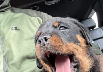 Male Rottweiler puppies for sale