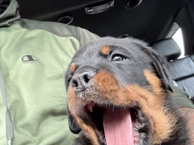 Male Rottweiler puppies for sale