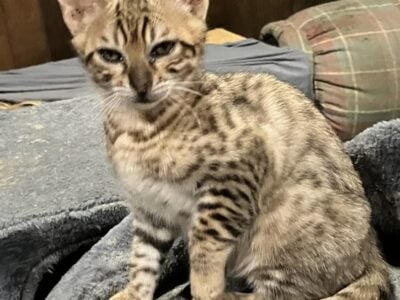 Savannah kitten