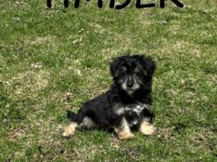 Timber Male Yorkie Poo Puppy