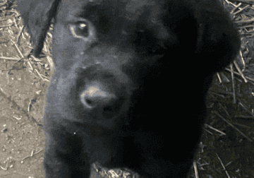 Black silky labs