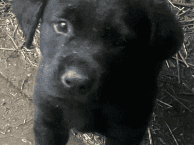 Black labs