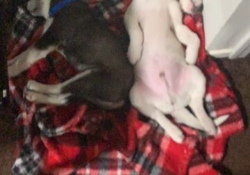 Puppies need homes!!