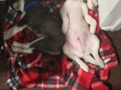 Puppies need homes!!