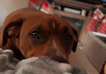 Scrappy