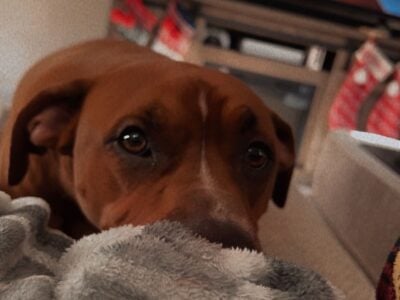 Scrappy
