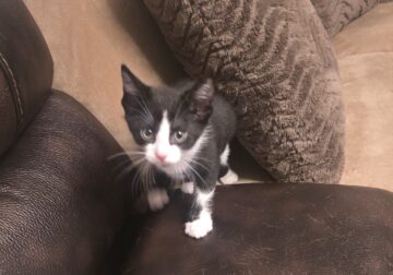 Male, Kitten