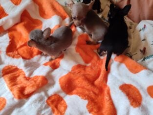 Chihuahua Puppies – Teacup Potential