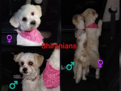 Shiranian
