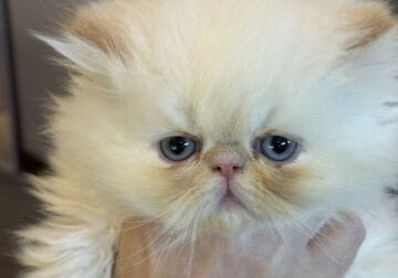 Rare Female Flame Point Persian 2 Of 2