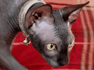 Sphynx Pair