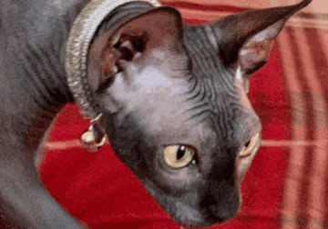 Sphynx Pair