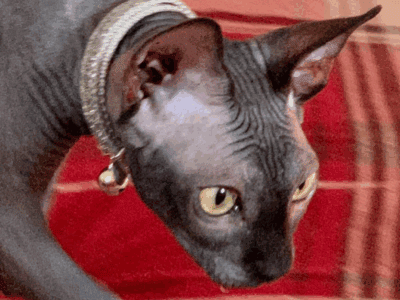 Sphynx Pair