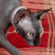 Sphynx Pair