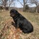 Female Rottweiler