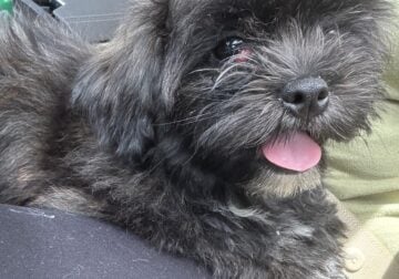 Shihtzu puppy