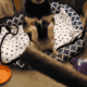 Sweet, smart dog looking for new home.