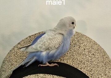 Blue and White Parakeet Birds