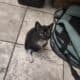 Free kittens