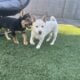 Shiba Inu Puppy For Sale – White Male