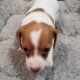 Mini-Dachshund CKC Ezri I’m the Last One