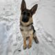 7 mo old German shepherd