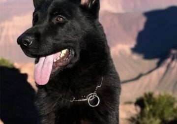 Imported German Shepherd Working Lines