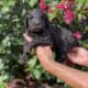 Beautiful goldendoodle puppies