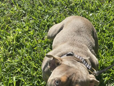 6mo bully