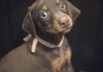 Doberman Pinscher Puppies