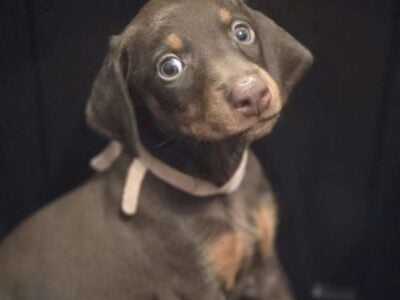 Doberman Pinscher Puppies