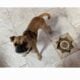 Frug dog 4 sale