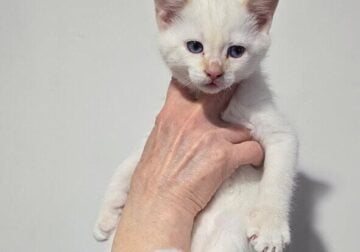 FOR BIG CATS LOVERS! BLUE EYED BABY-BOY!