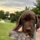 German Shorthaired Pointer Puppies