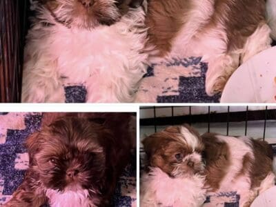Shihtzu Puppies