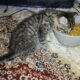 Adorable 10 week old Female Kitten