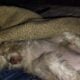 Malti-Mix female puppy 3 months