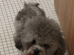 Gray Poodle