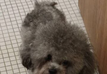 Gray Poodle