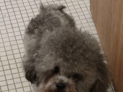 Gray Poodle