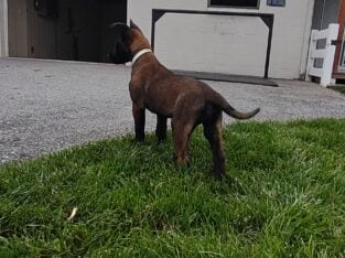 Belgian Malanois puppies