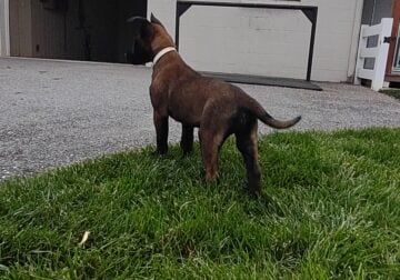 Belgian Malanois puppies