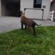 Belgian Malanois puppies