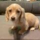 Miniature Dauchshund