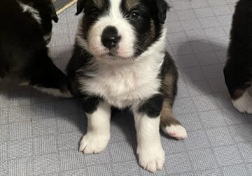 Monty black tri male