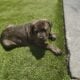 Cane Corso Puppy