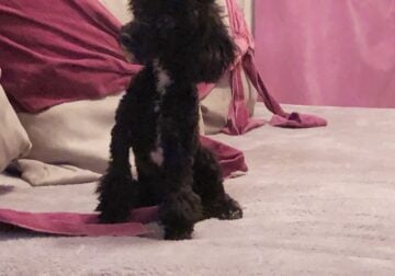 Caesarion Toy Poodle