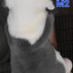 Olde English Bulldogge Puppies